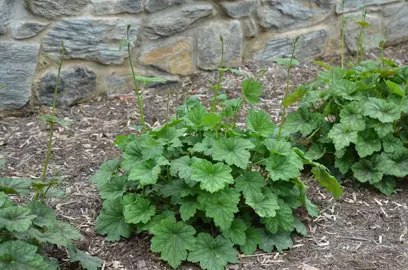 Heuchera americana Information.