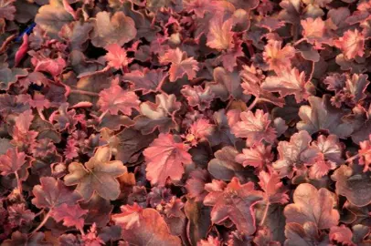 Heuchera Blondie Information.