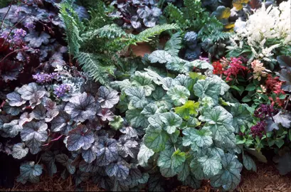 Are Heuchera A Full Sun Or Shade Plant?