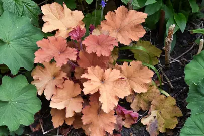 Heuchera Plant Care.