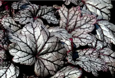 Heuchera Plant Varieties.