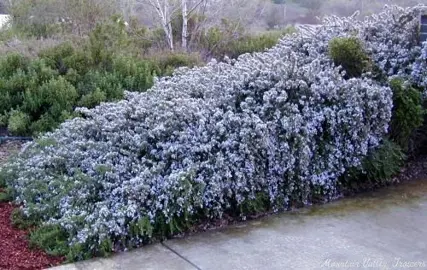 How To Care For Creeping Rosemary.