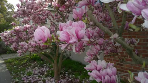 How To Care For Magnolias.