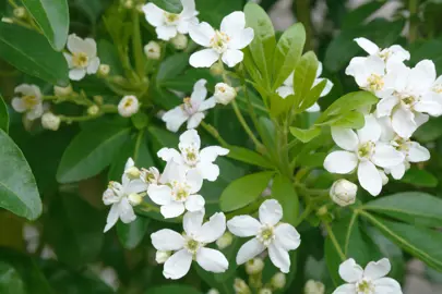 How To Care For Mexican Orange Blossom.