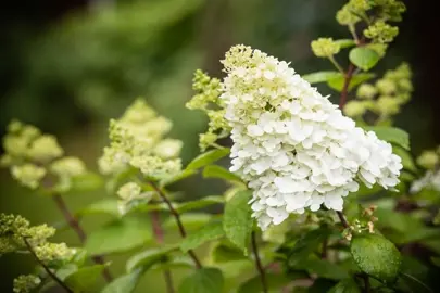 How Fast Does Hydrangea Limelight Grow in NZ?