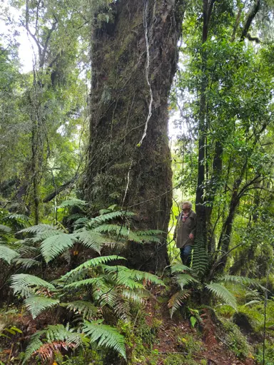 How Fast Do Rimu Trees Grow?