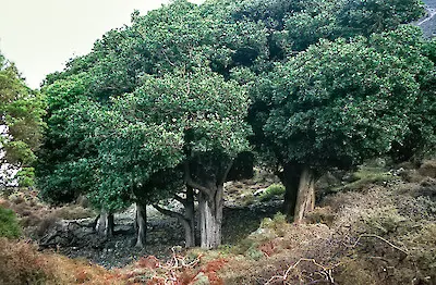 How Do You Grow A Karaka Tree?