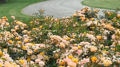 How To Grow A Rose Carpet.