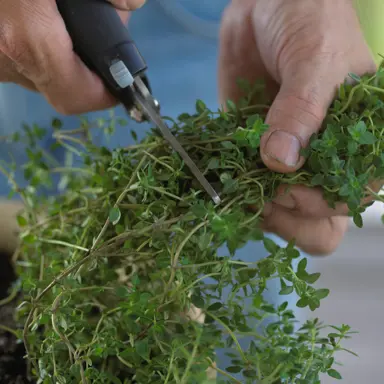 How Do You Pick Thyme So It Keeps Growing?