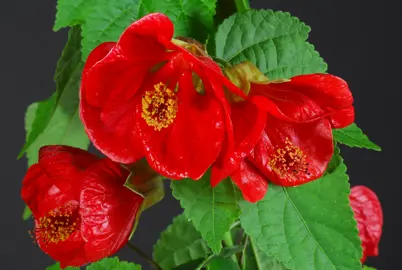 How To Plant An Abutilon.