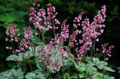 How To Plant Coral Bells.