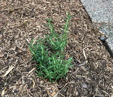 How To Plant Creeping Rosemary.