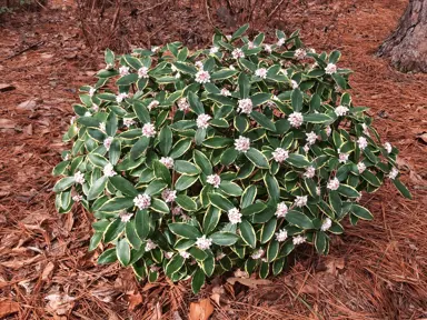 How To Plant A Daphne.