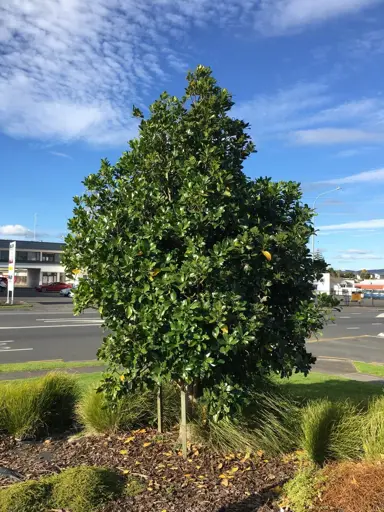 How To Plant A Karaka Tree.