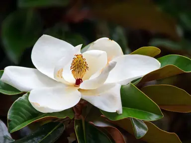 How To Plant A Magnolia.