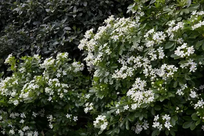 How To Plant A Mexican Orange Blossom.