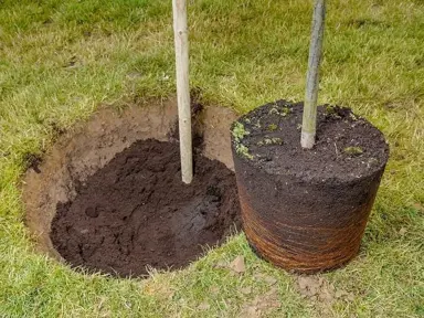 How To Plant A Portuguese Laurel Standard.