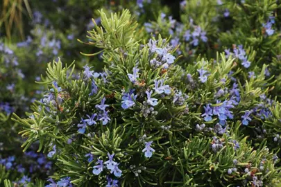 How To Plant Rosemary.