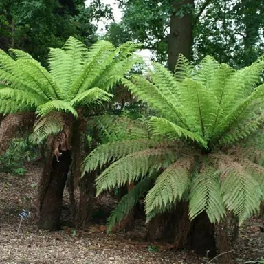 How To Plant A Tree Fern.