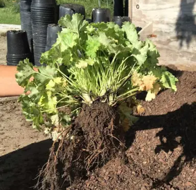 How To Propagate Heuchera.