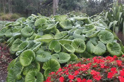 How Do You Propagate A Leopard Plant?