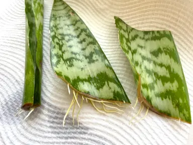 How To Propagate A Snake Plant.