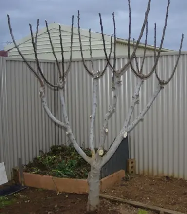 How Do You Prune A Fig Tree?