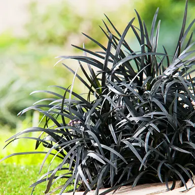 How to Care for Black Mondo Grass.