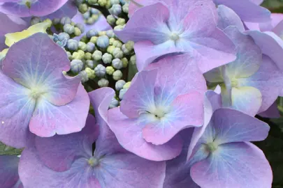 How To Care For Hydrangea macrophylla.