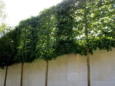 How To Grow A Ficus Tuffi Pleached Hedge?