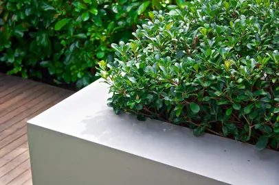 How To Grow An Informal Ficus Tuffi Hedge.