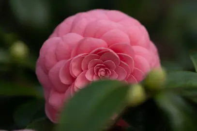 How to Grow Japanese Camellia in New Zealand.