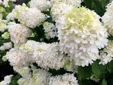 How To Make Hydrangeas White.