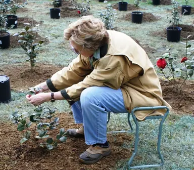 How To Plant A Camellia In The Garden.