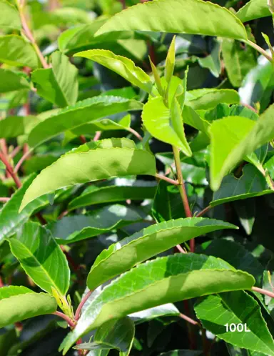 How To Plant A Portuguese Laurel.