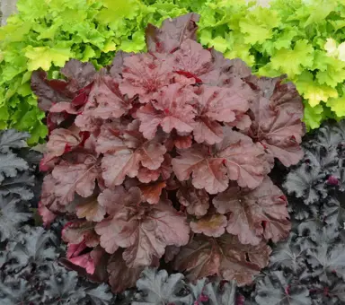 How To Plant Heuchera.