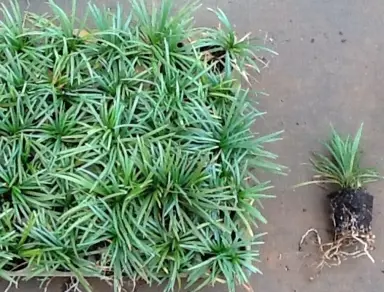 How To Plant Mondo Grass.