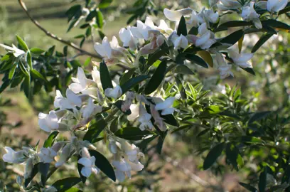 How To Plant Tree Lucerne.