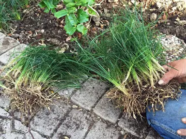 How to Propagate Mondo Grass.