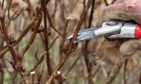 How To Prune Hydrangea macrophylla.