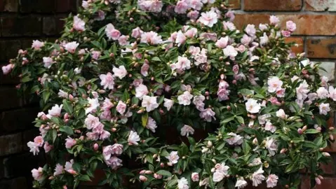 How Do You Prune A Camellia Bush?