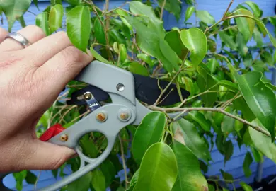 How To Trim Ficus Tuffi.