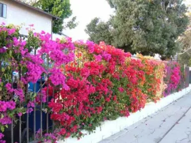 How To Train A Bougainvillea To Climb.