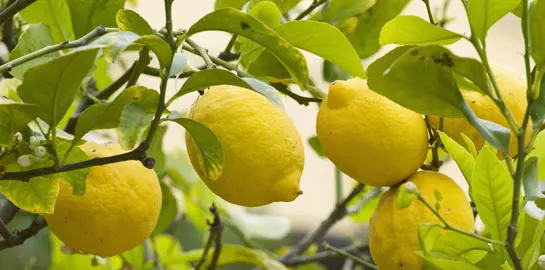 How To Prune A Lemon Tree.