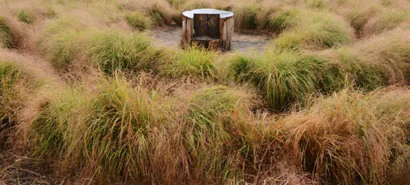 How To Use NZ Native Grasses in Landscape Designs.