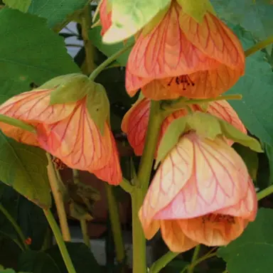 How And When To Prune Abutilon.