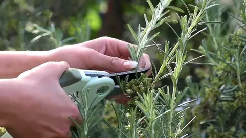 How To Trim Rosemary.