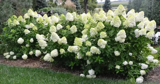 How Do You Make Hydrangea Limelight Bushier in NZ?