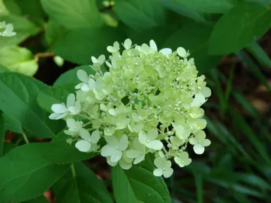 Hydrangea Limelight Care In NZ.