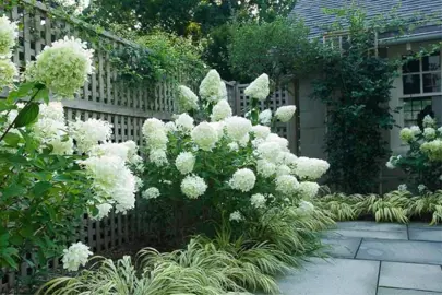 Why Is Hydrangea Limelight So Popular In NZ?